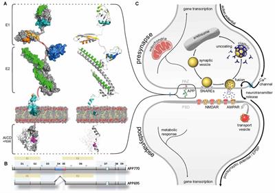 APP—A Novel Player within the Presynaptic Active Zone Proteome